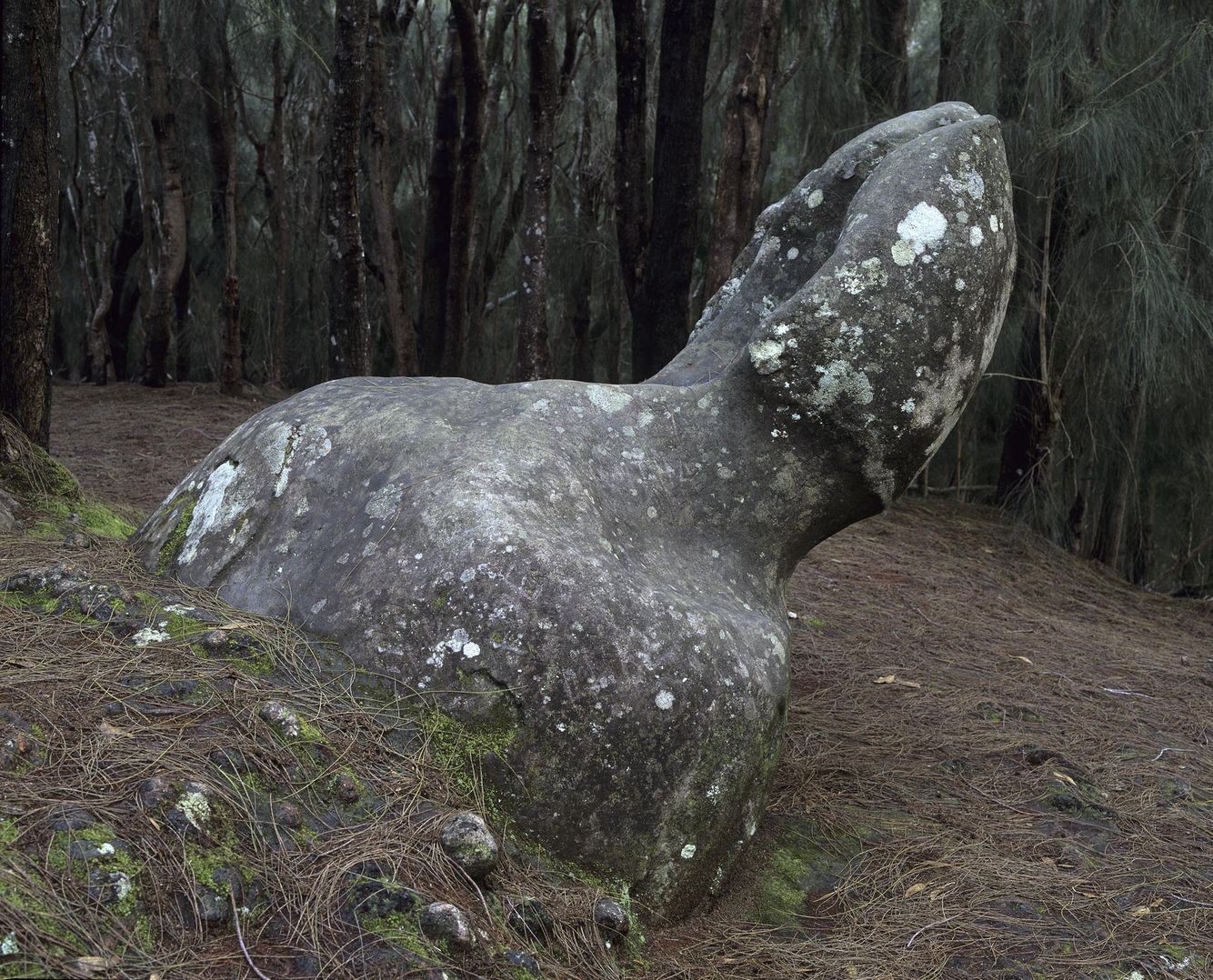 Fertility Symbol in Forest