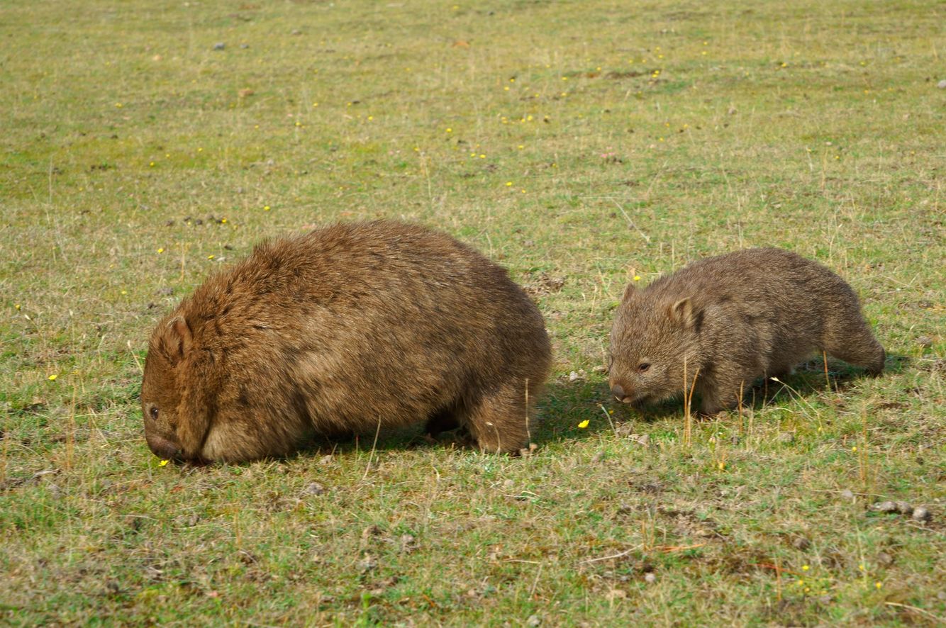 Wombat Mother and Child