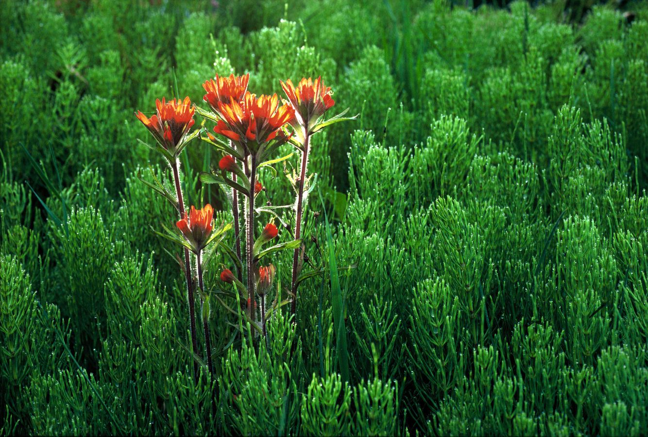 Indian Paintbrush