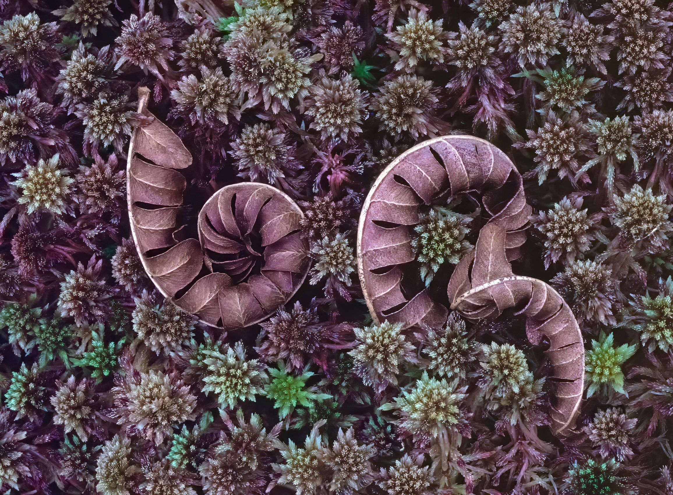 Page 48 Last Year's Ferns.jpg