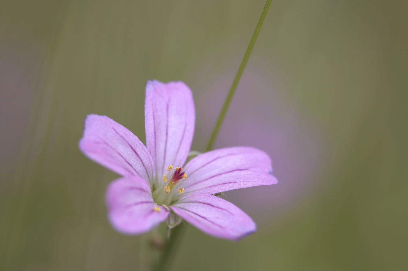 Herb Robert