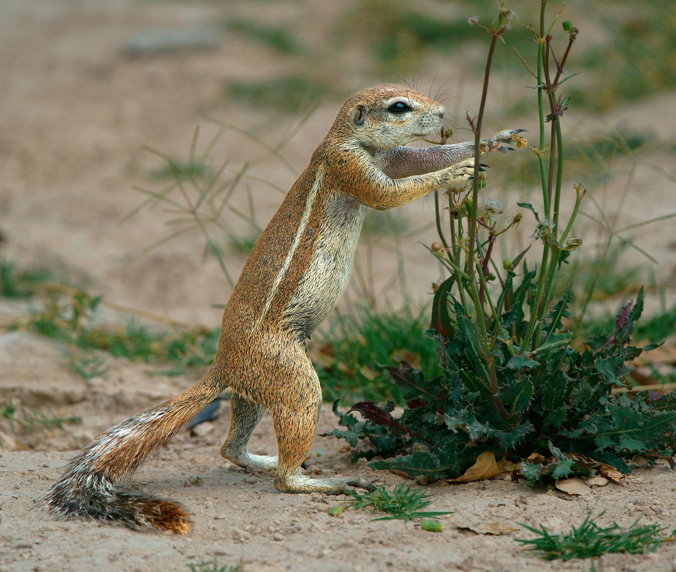African Ground Squirrel
