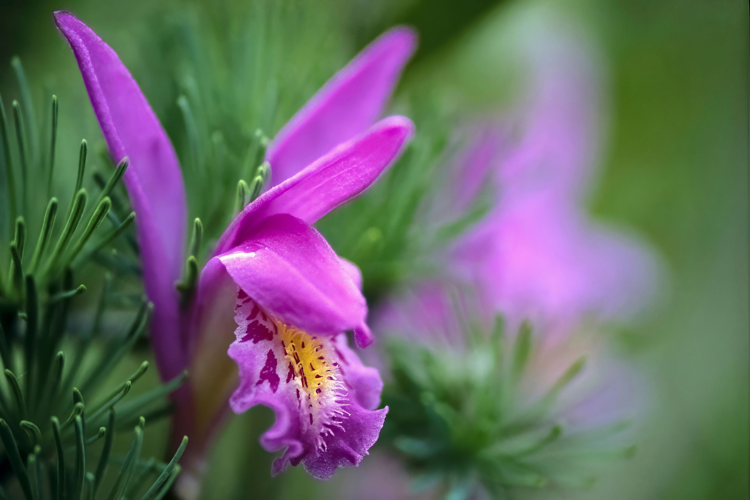Page 150 Arethusa Orchid (Dragon's Mouth).jpg