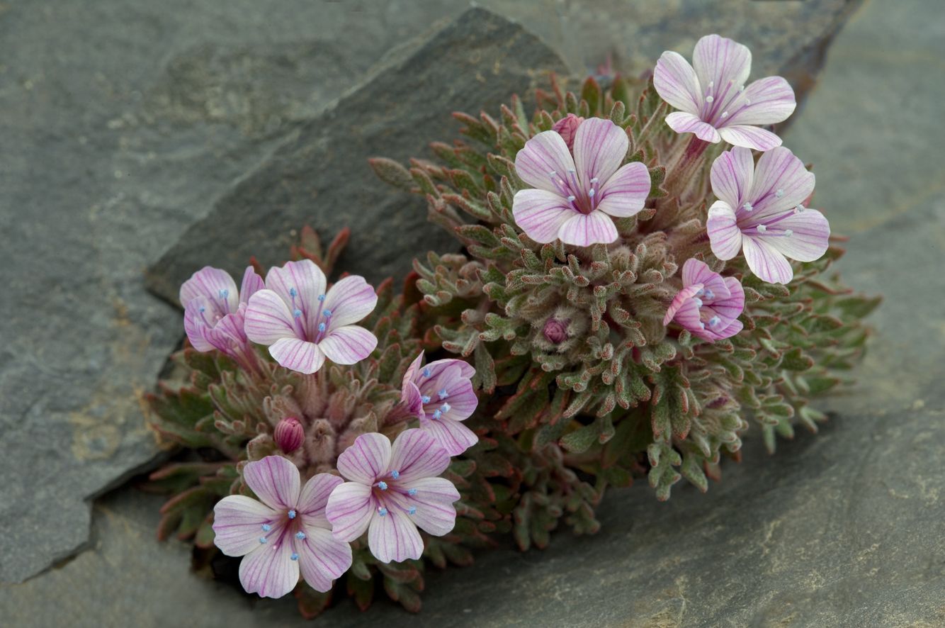 Alpine Flower