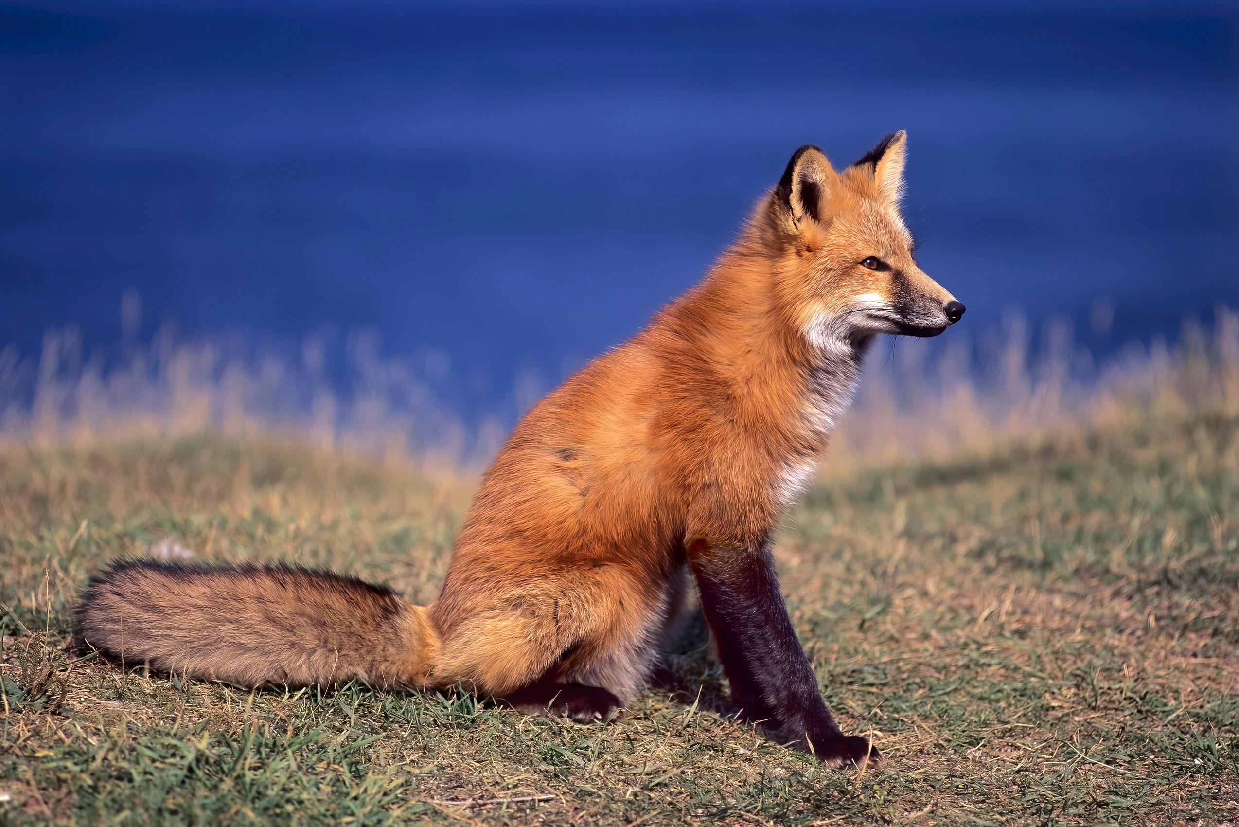 Page 169 Red Fox, Blue Ocean.jpg