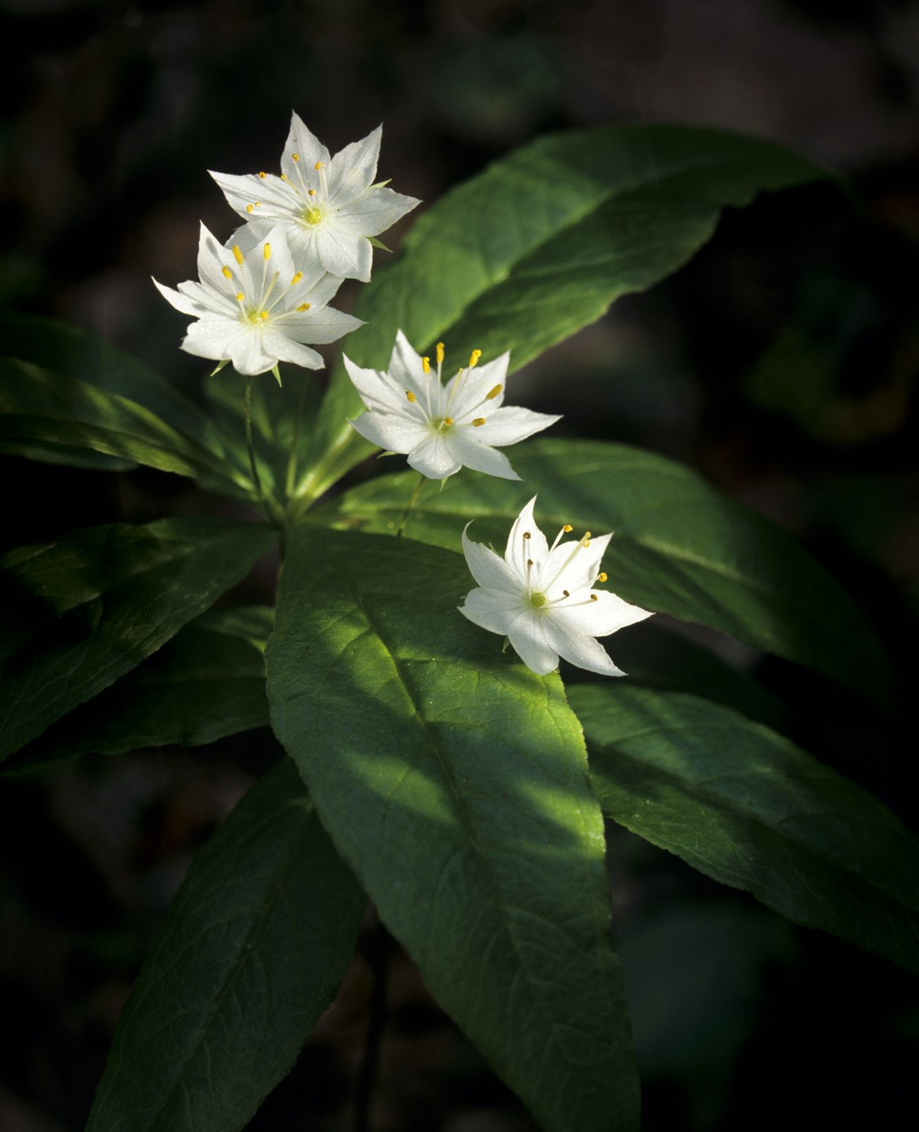 Starflower