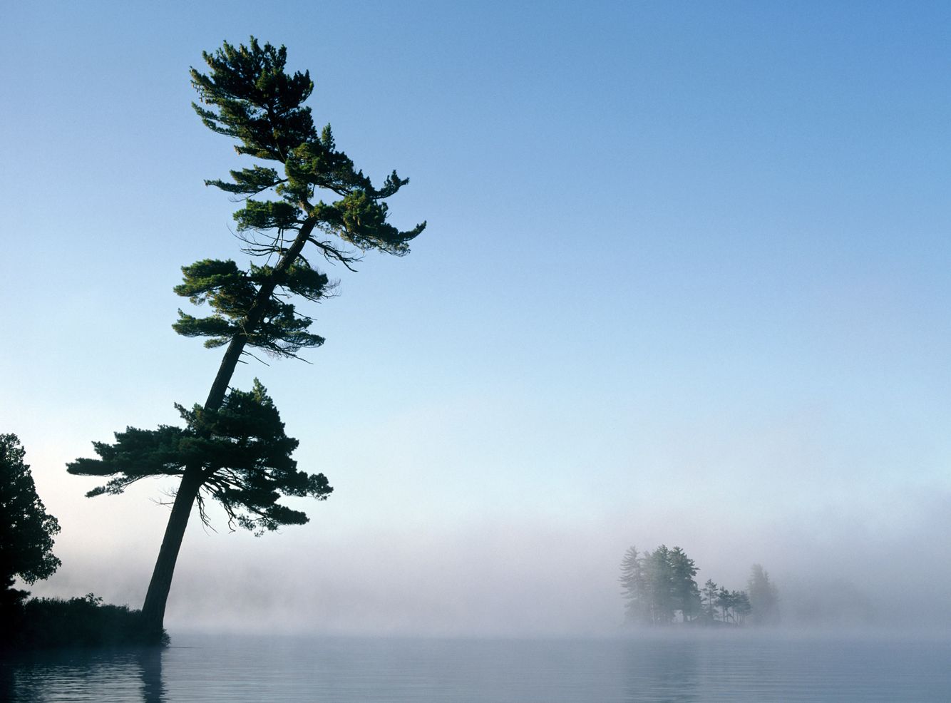 Tea Lake Leaning Pine