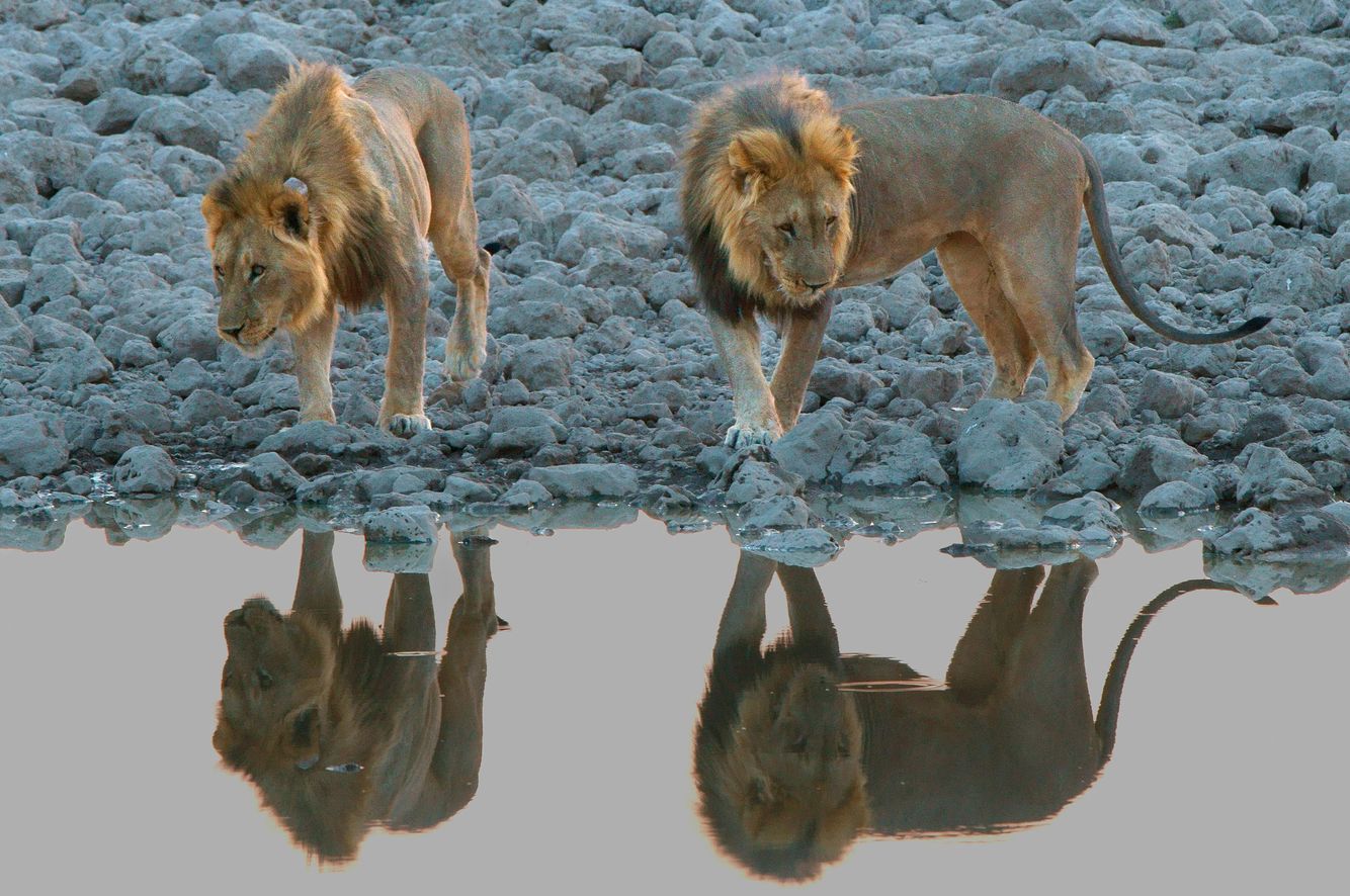 Two Male Lions