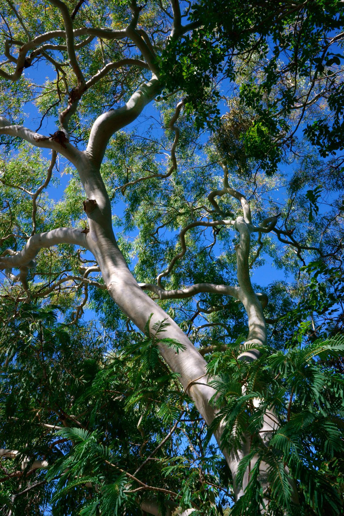 Eucalyptus Tree in Outback