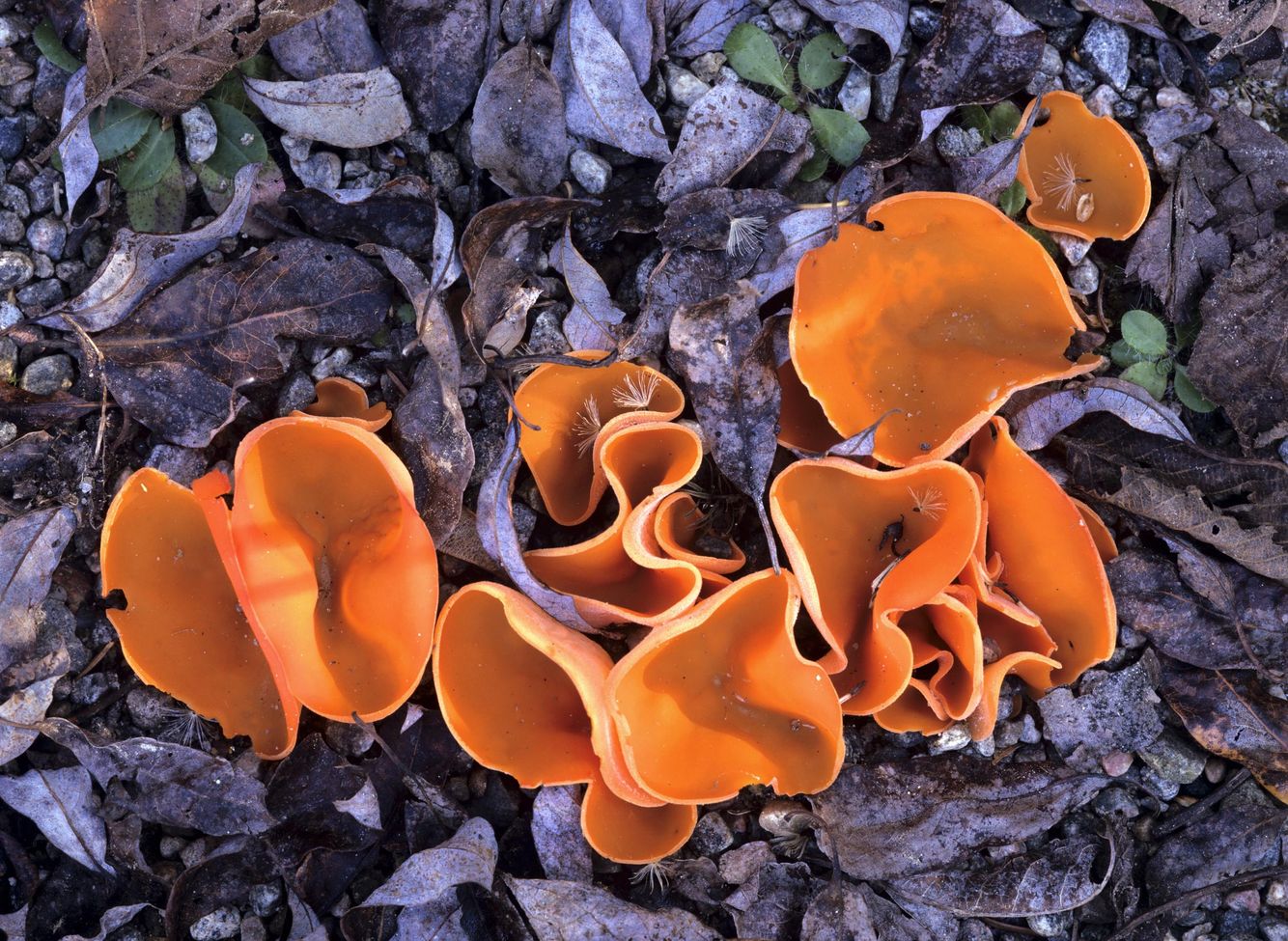 Orange Peel Fungus