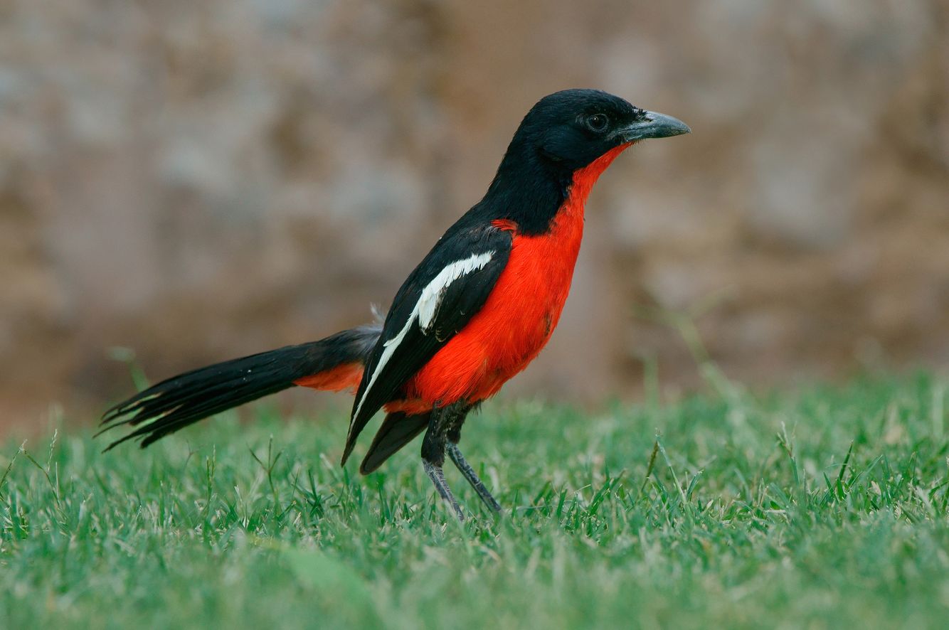 Crimson-Breasted Shrike