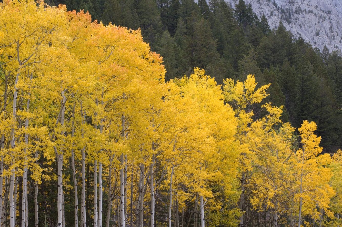 Photographs Of Fall Colours And Autumn Colors Landscapes Close Ups 