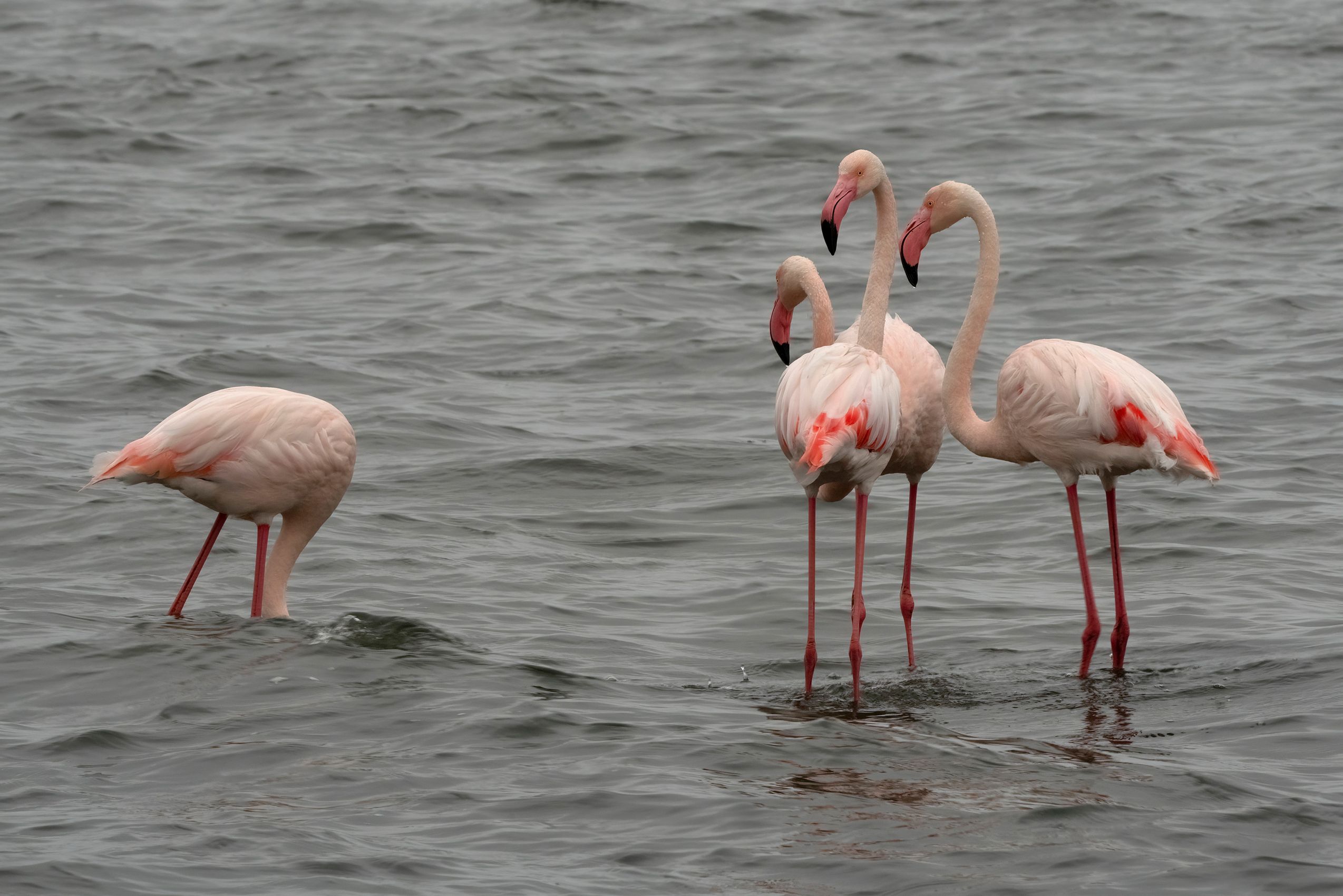Page 129 Flamingo Gossip.jpg