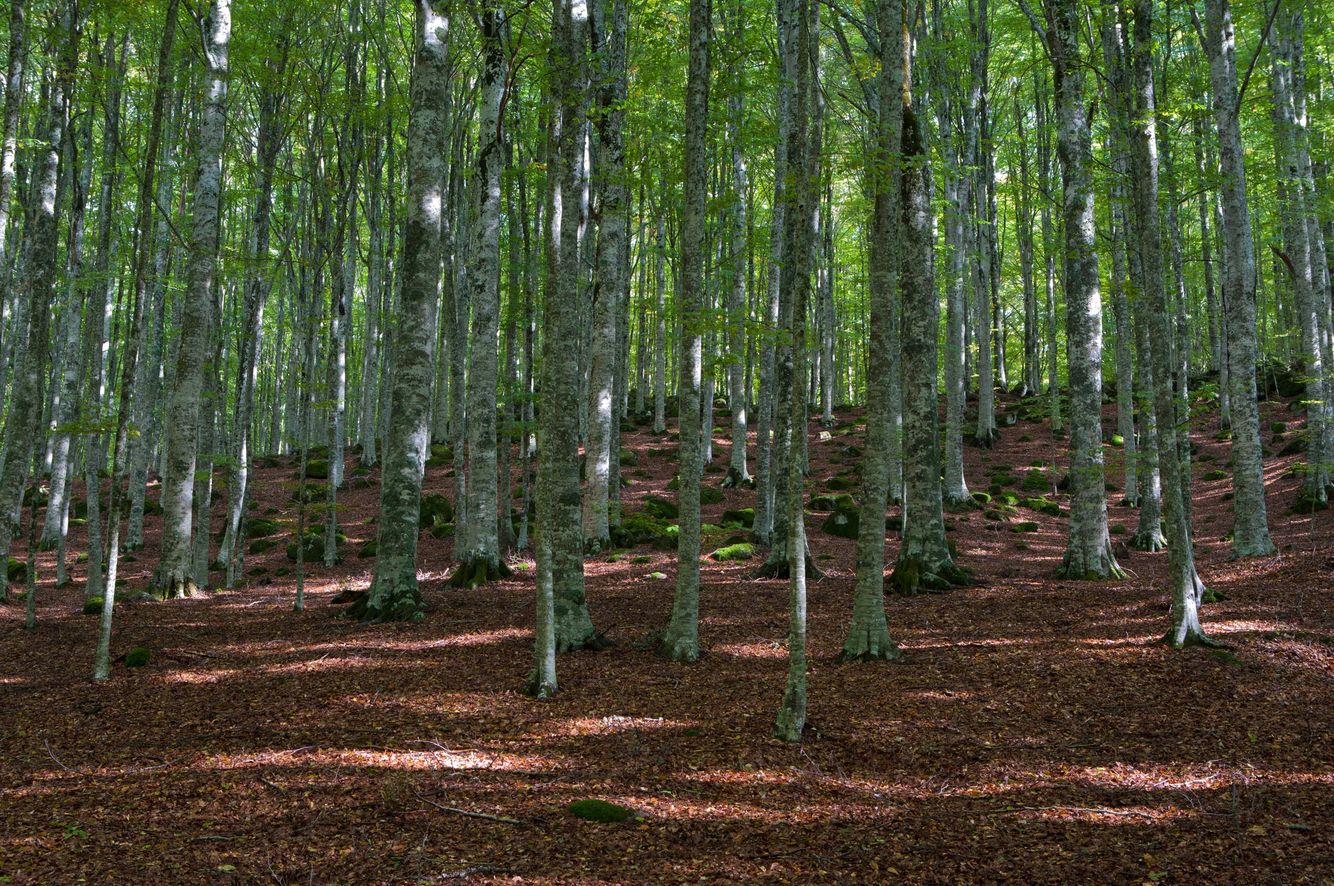 Beech Forest in Tuscany