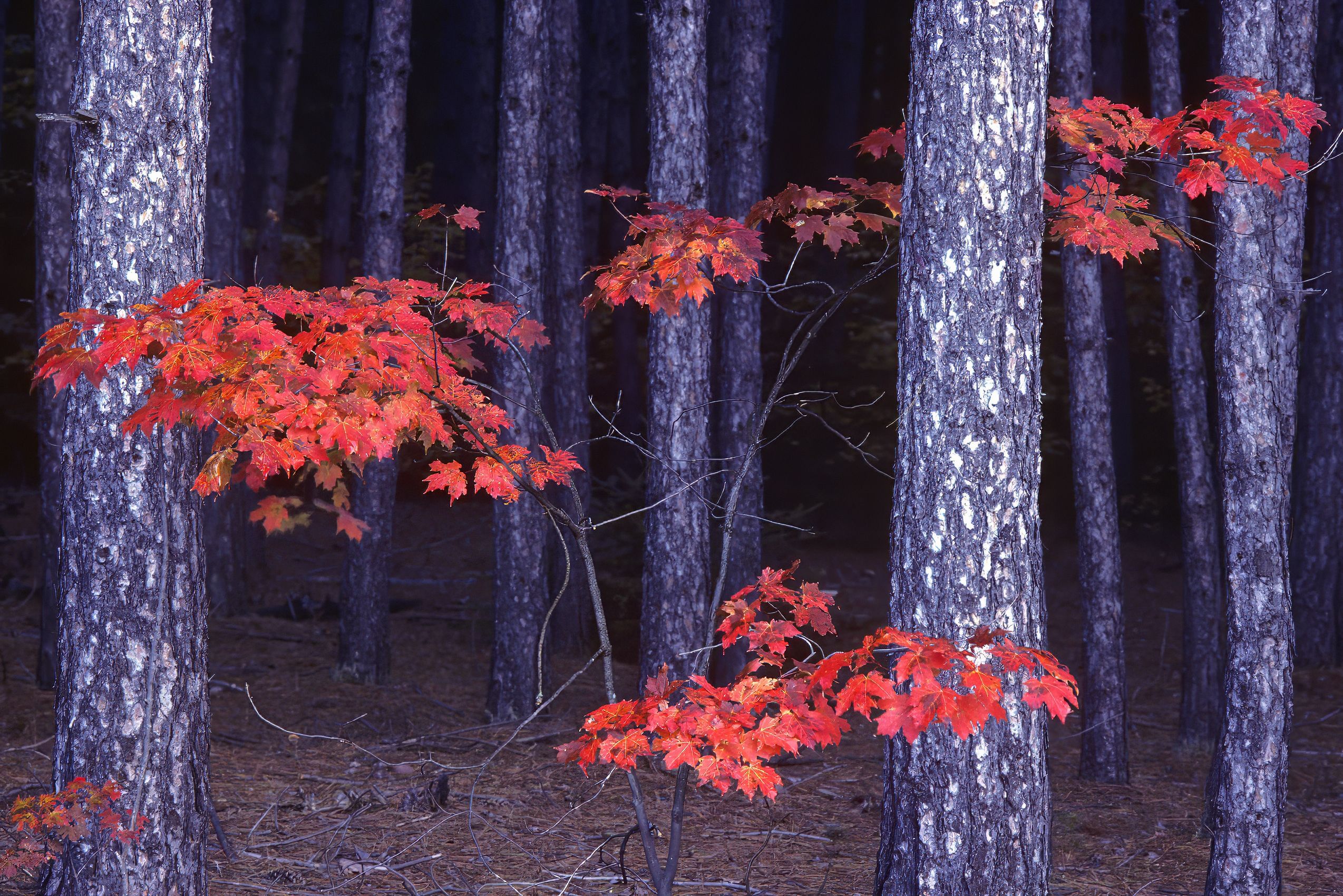 Page 55 Oxtongue Trees.jpg