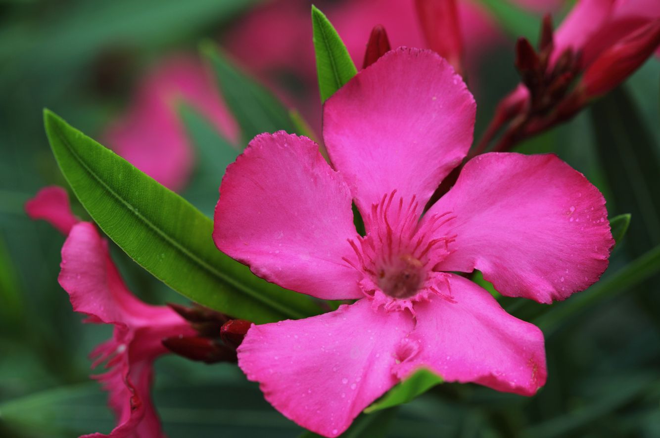 Oleander Blossom