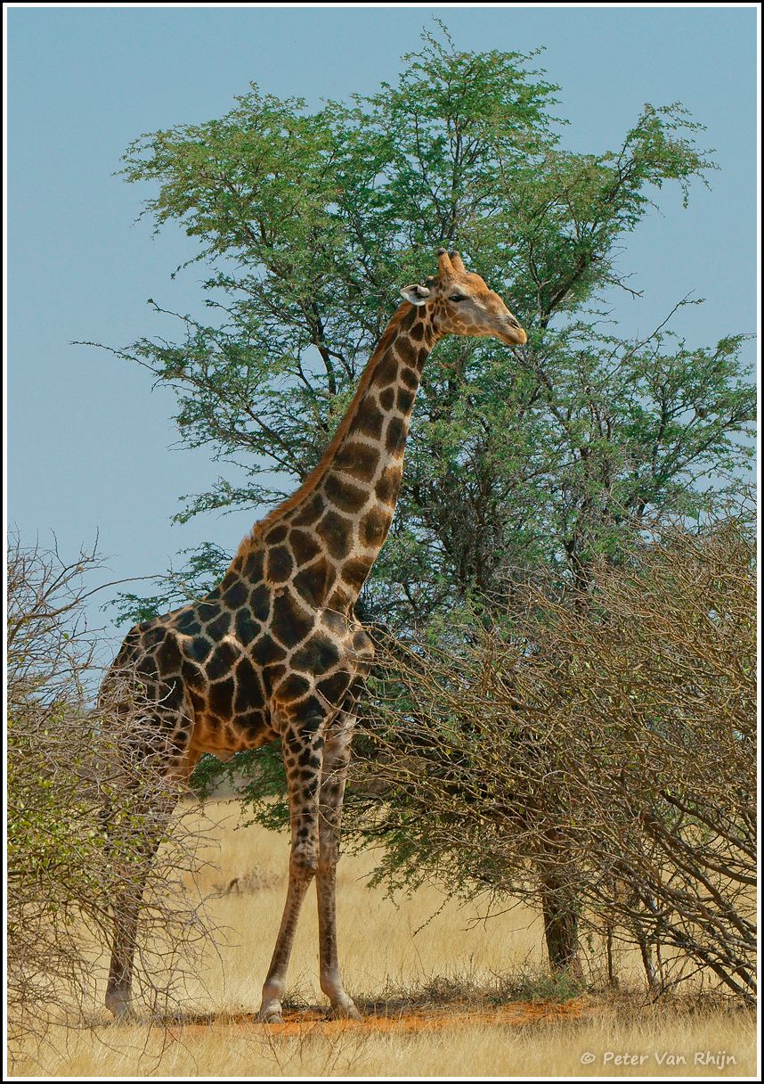Etosha Giraffe