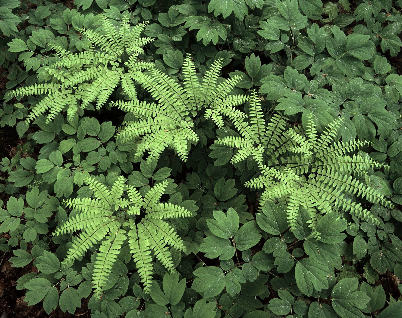 Northern Maidenhair Fern (Adiantum)
