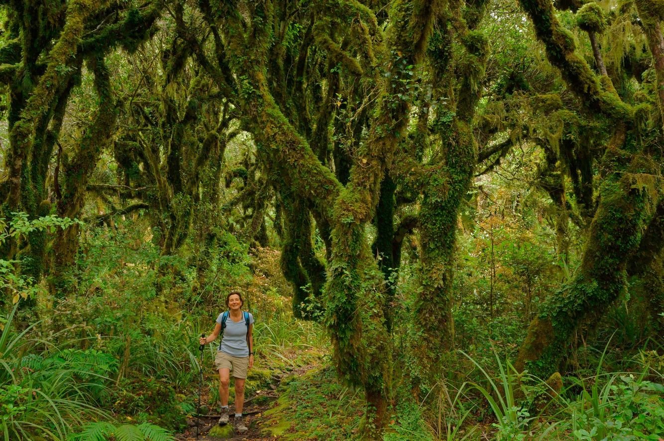 New Zealand Rainforest