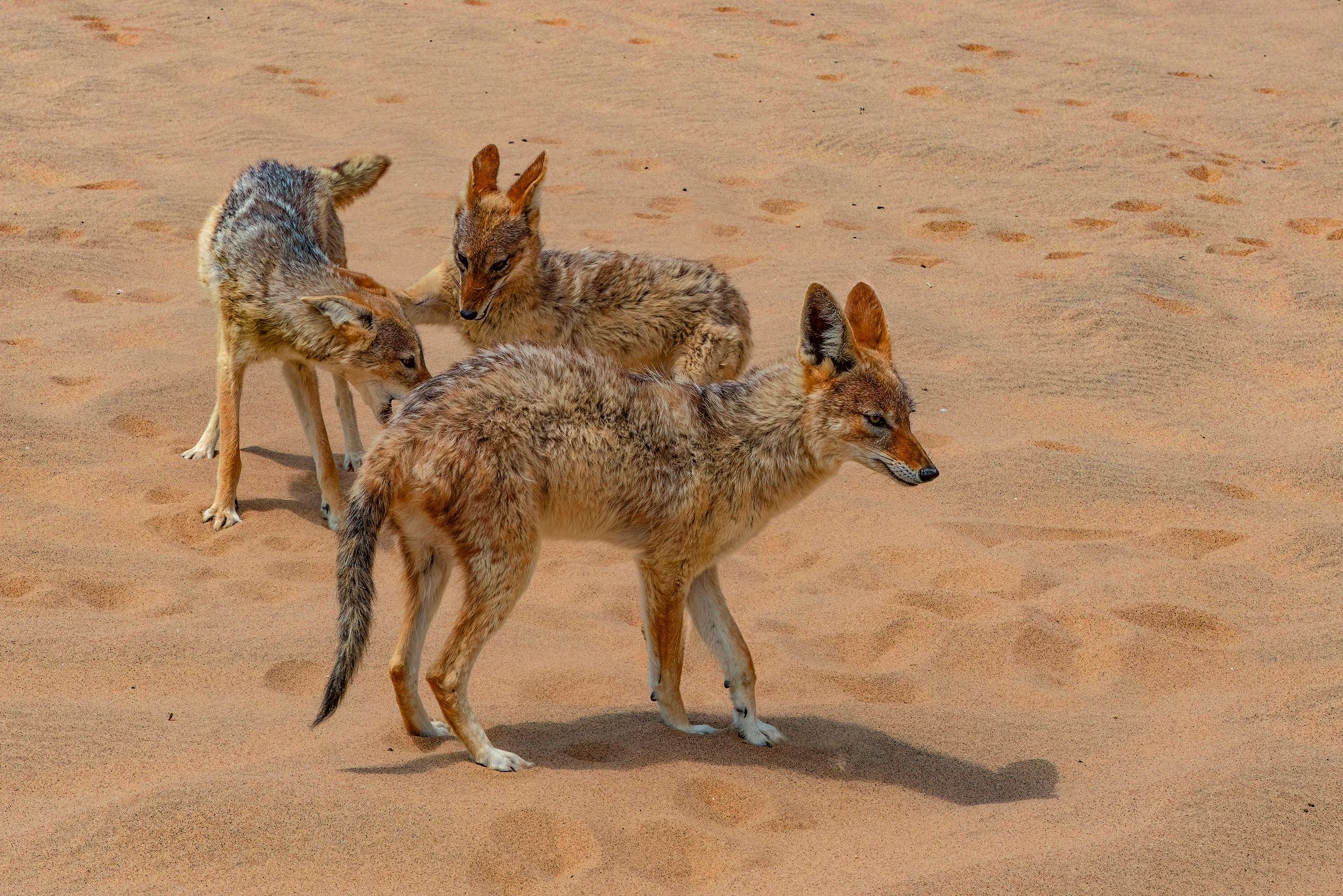 Page 145 Jackals at Play.jpg