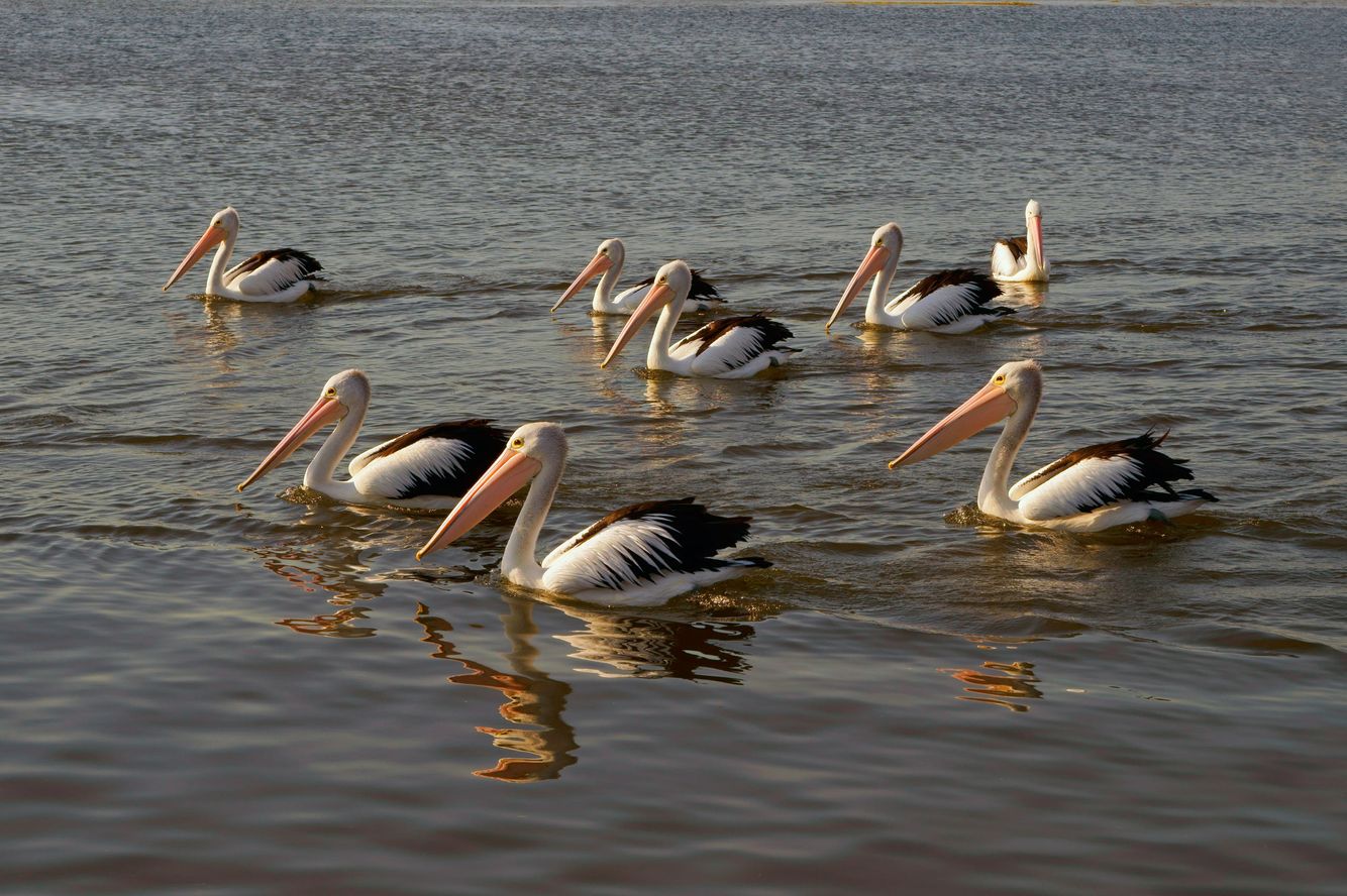 White Pelicans