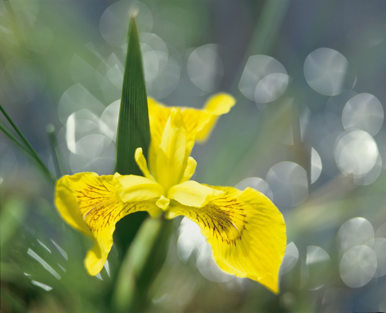 Yellow Iris