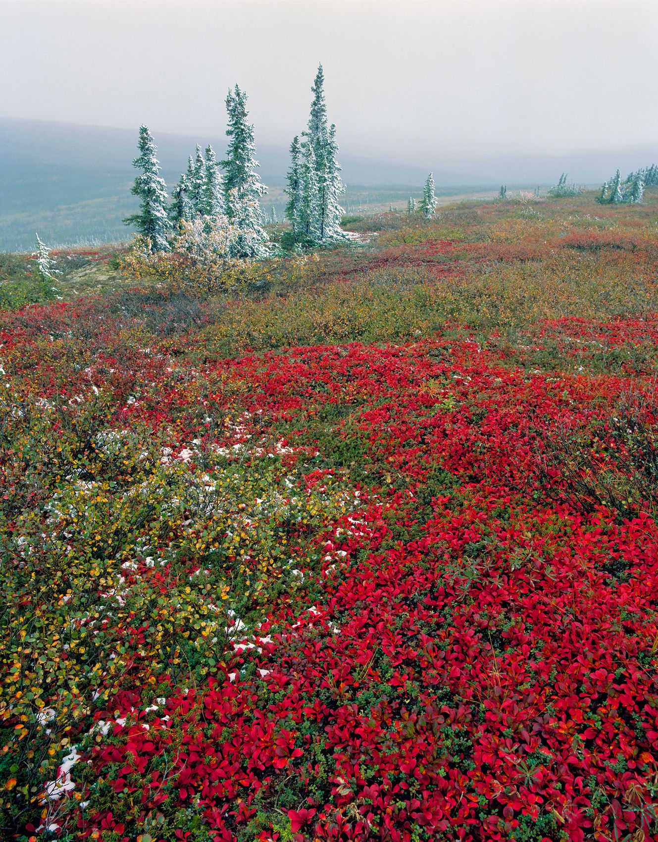 Page 75 Autumn on Eagle Plains Yukon.jpg