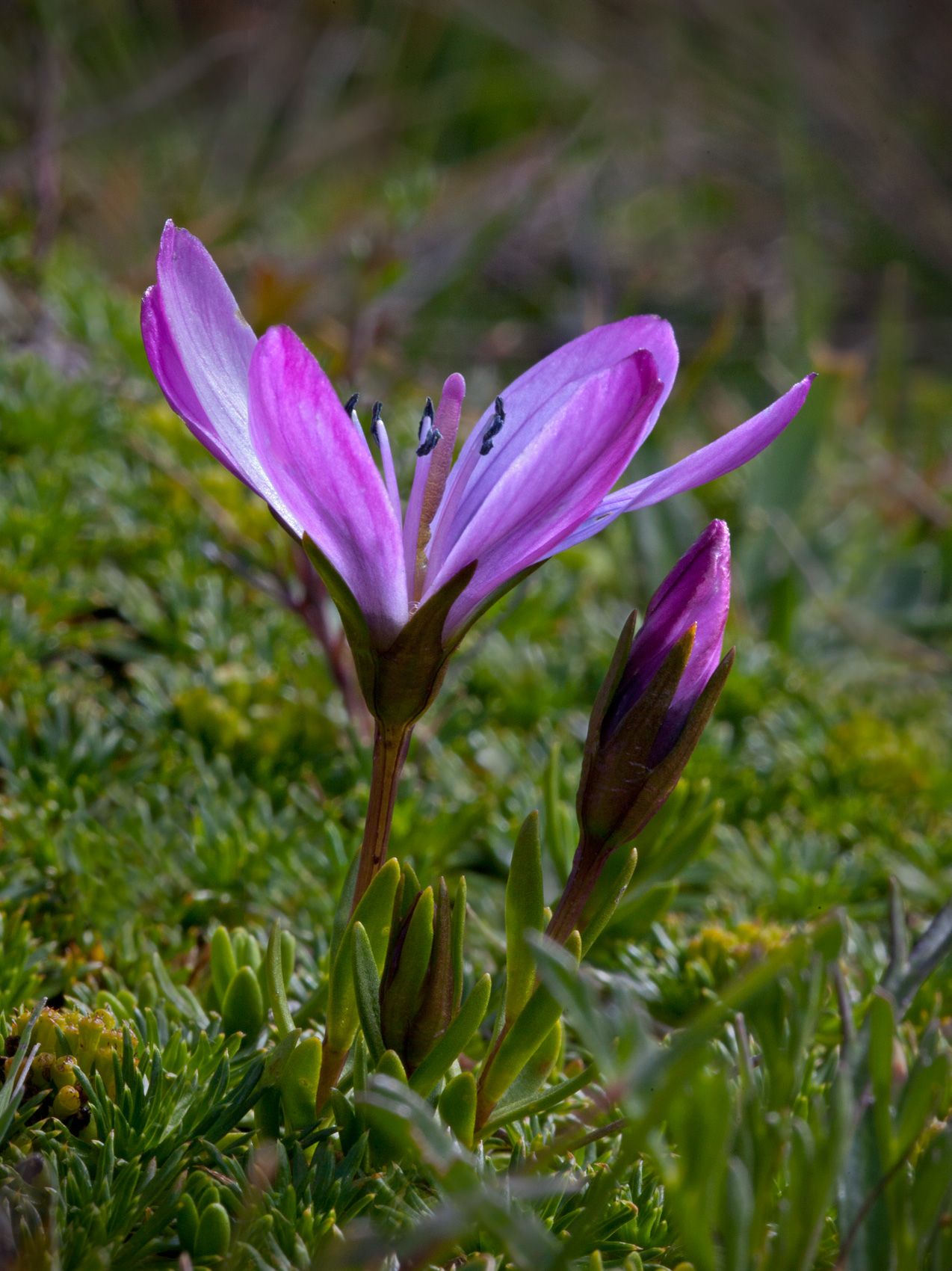 Gentian Flower