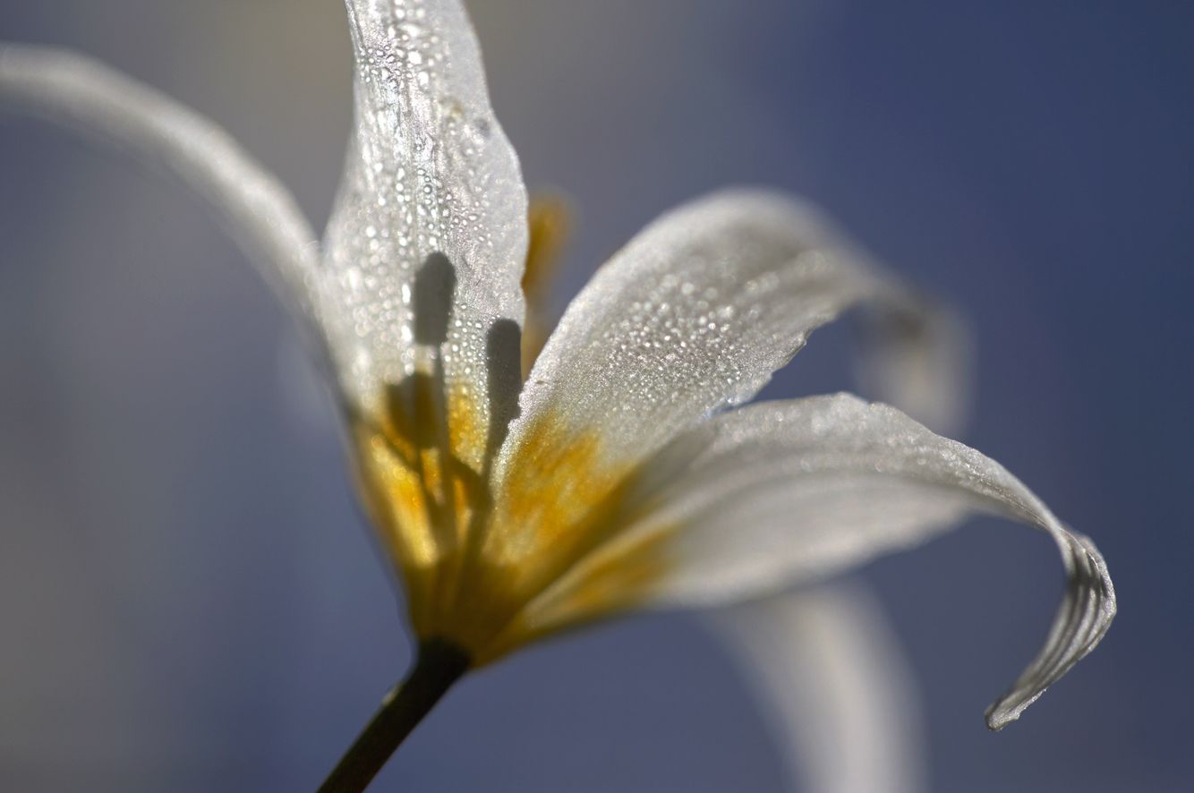 Avalanche Lily