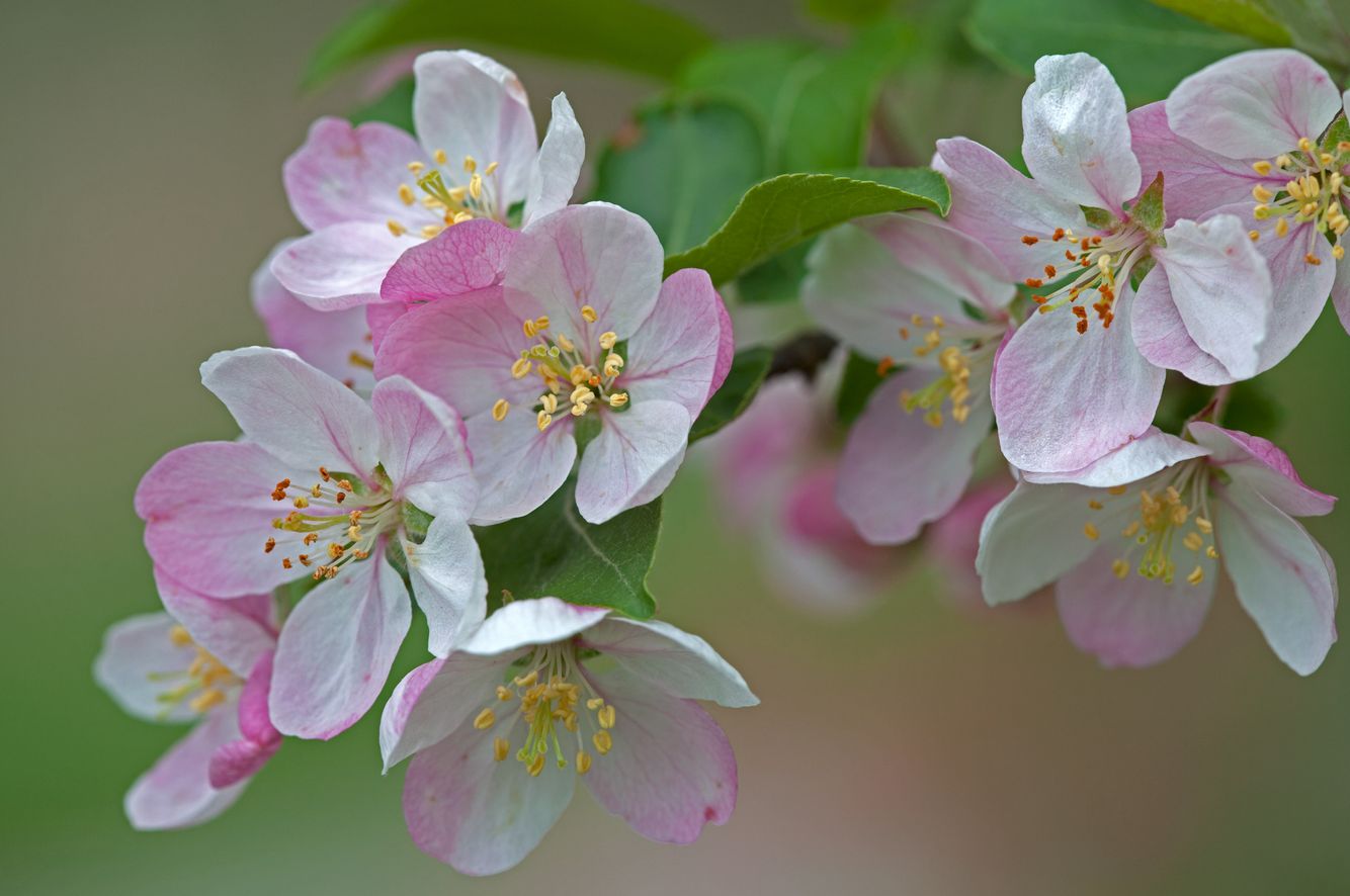 Apple Blossom