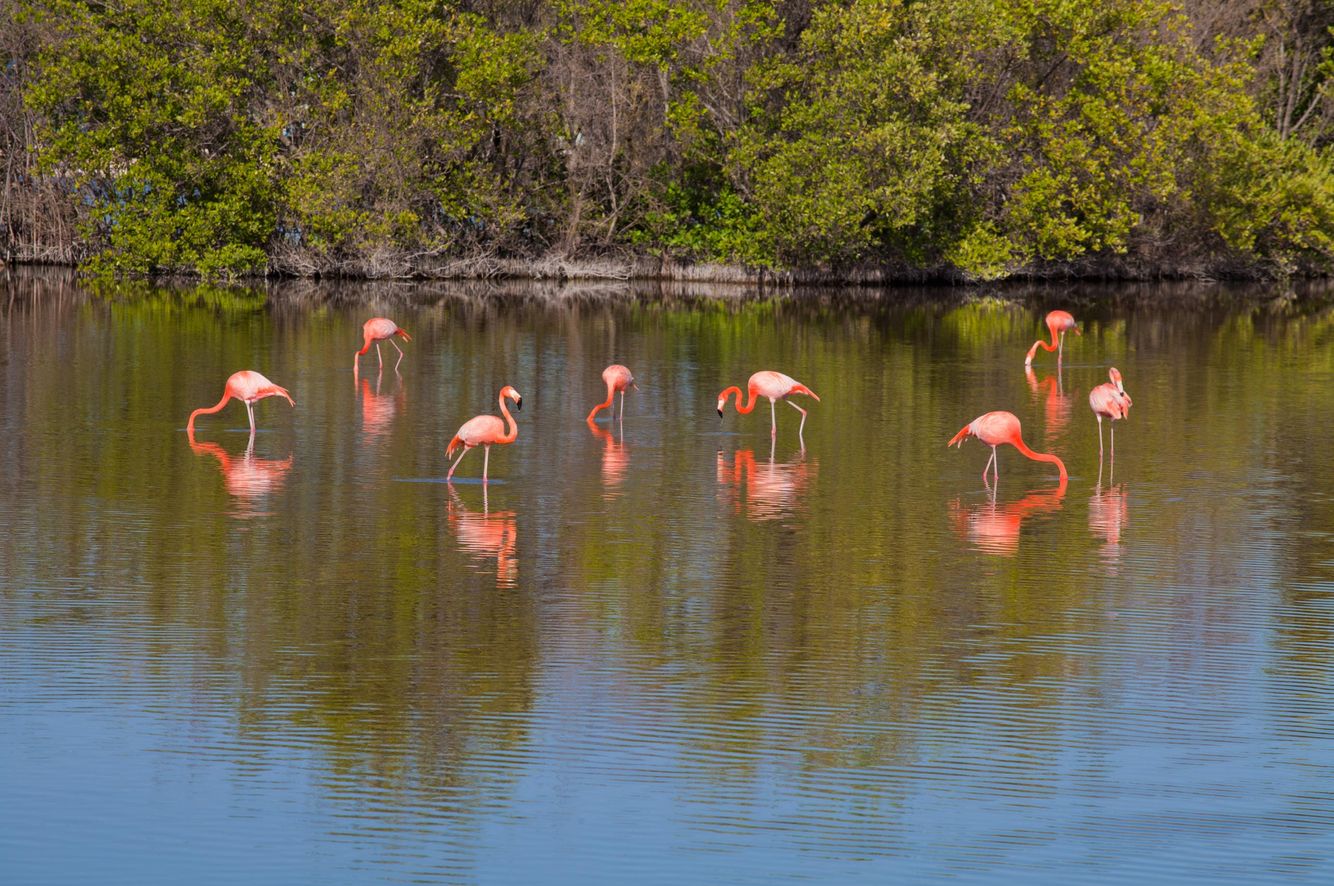 Flamingos in Cuba