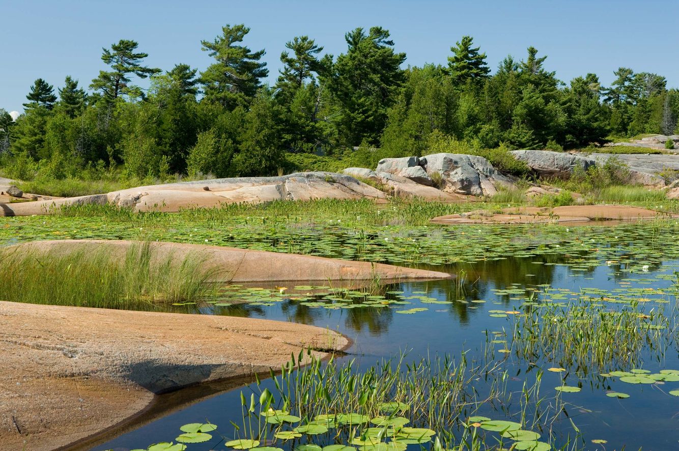 Deer Island Lily Pond