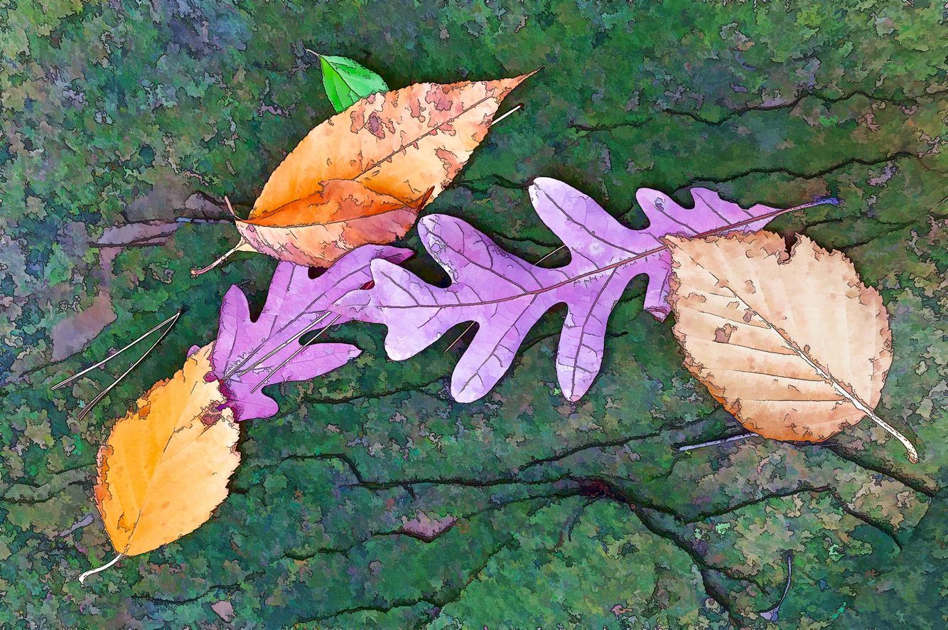 Leaves on Rock