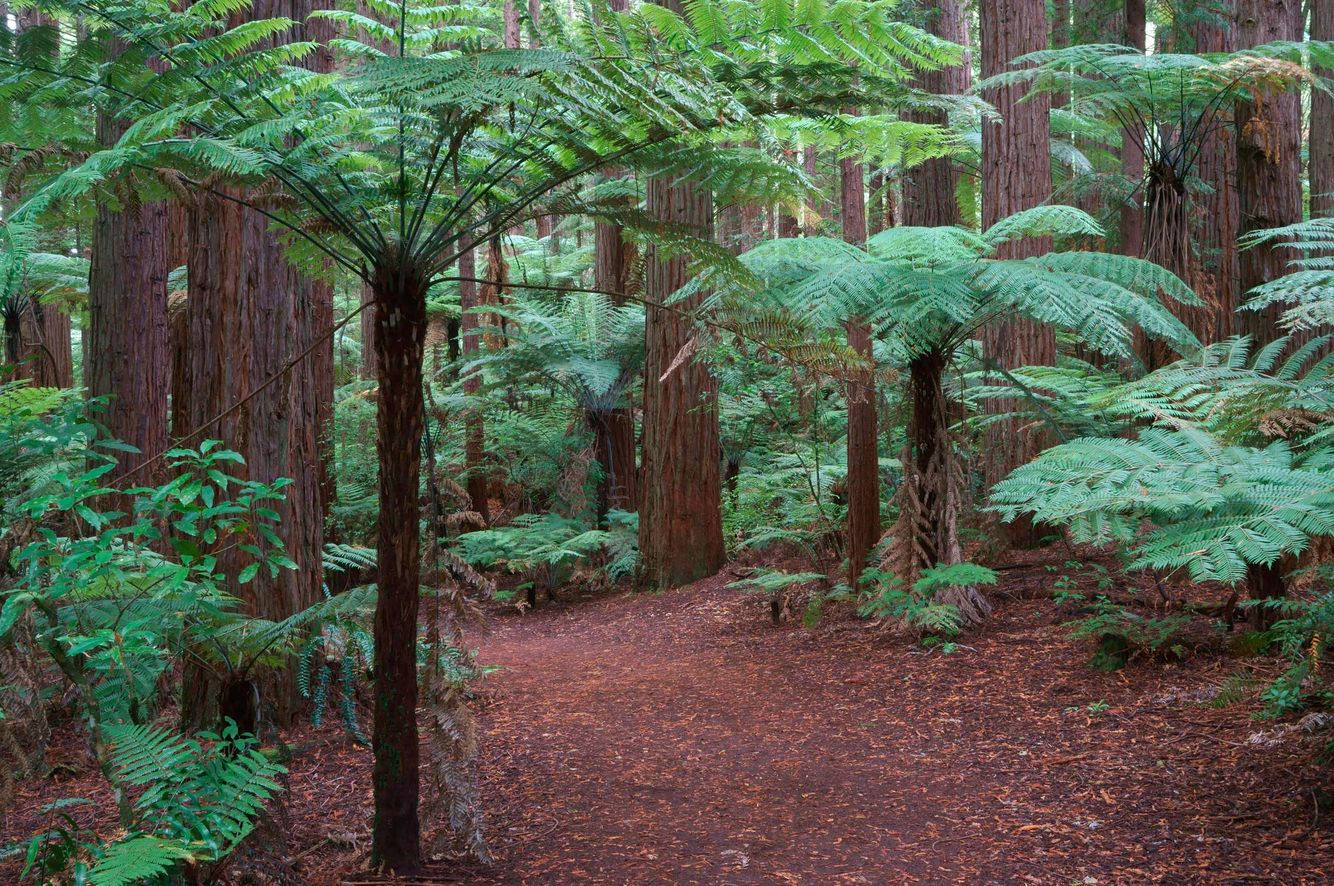 Ferns and Redwoods 1