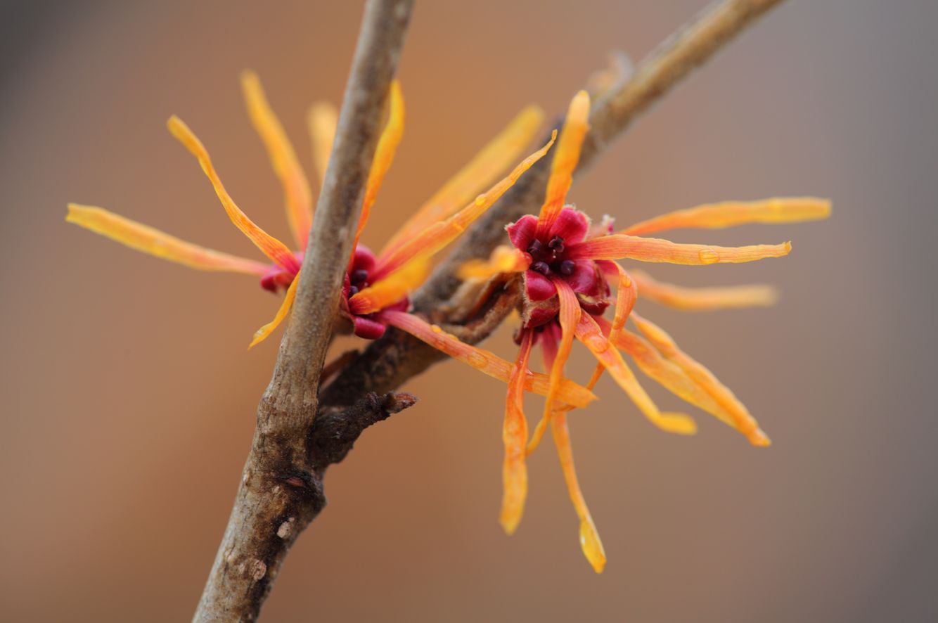Witch Hazel
