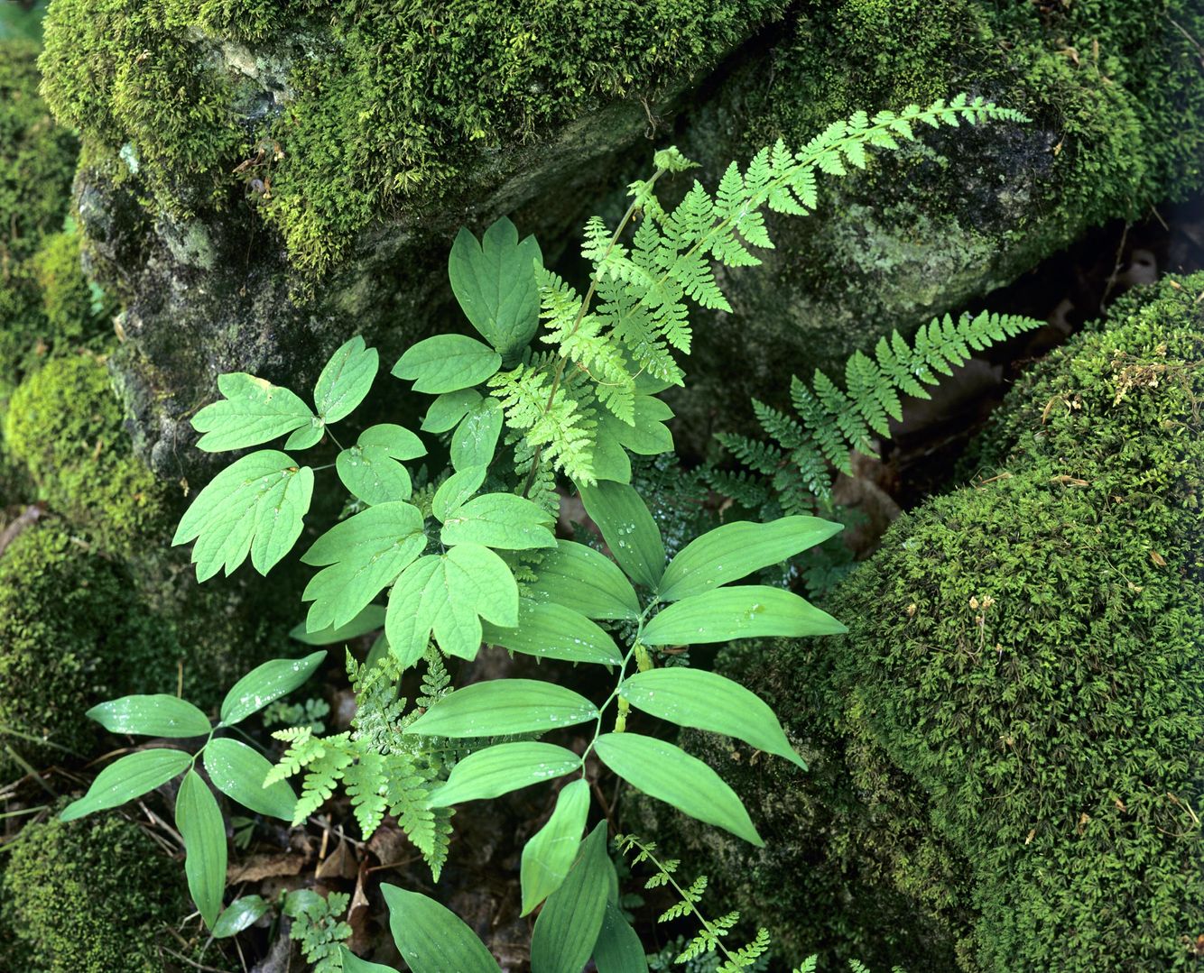 Mixed Greens on the Niagara Escarpment