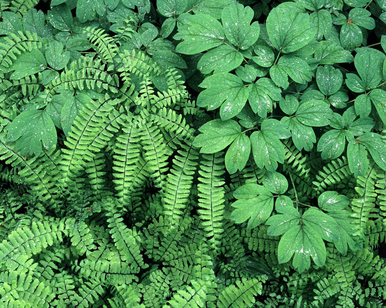 Blue Cohosh and Maidenhair Fern