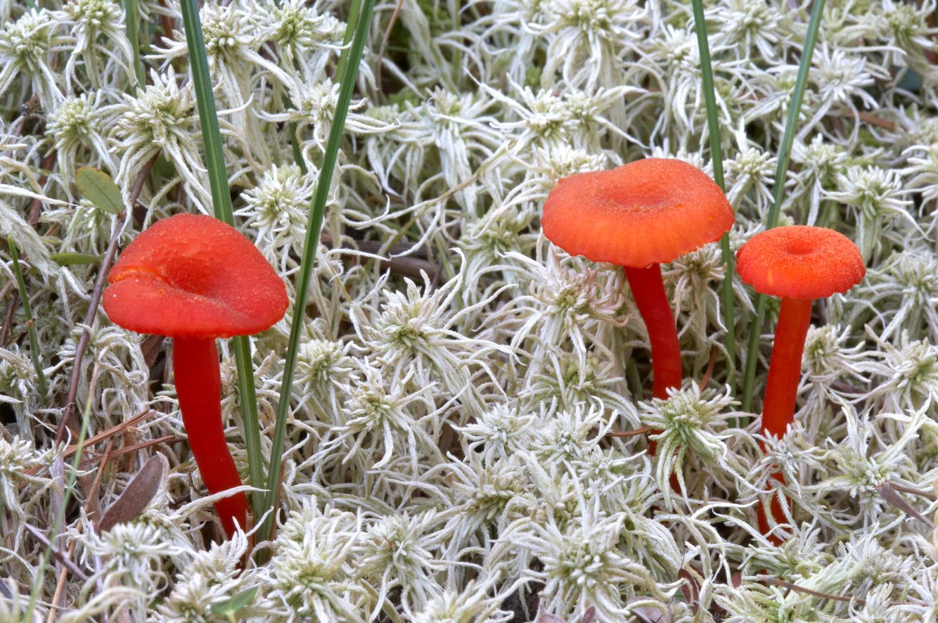 Mushrooms in Bog