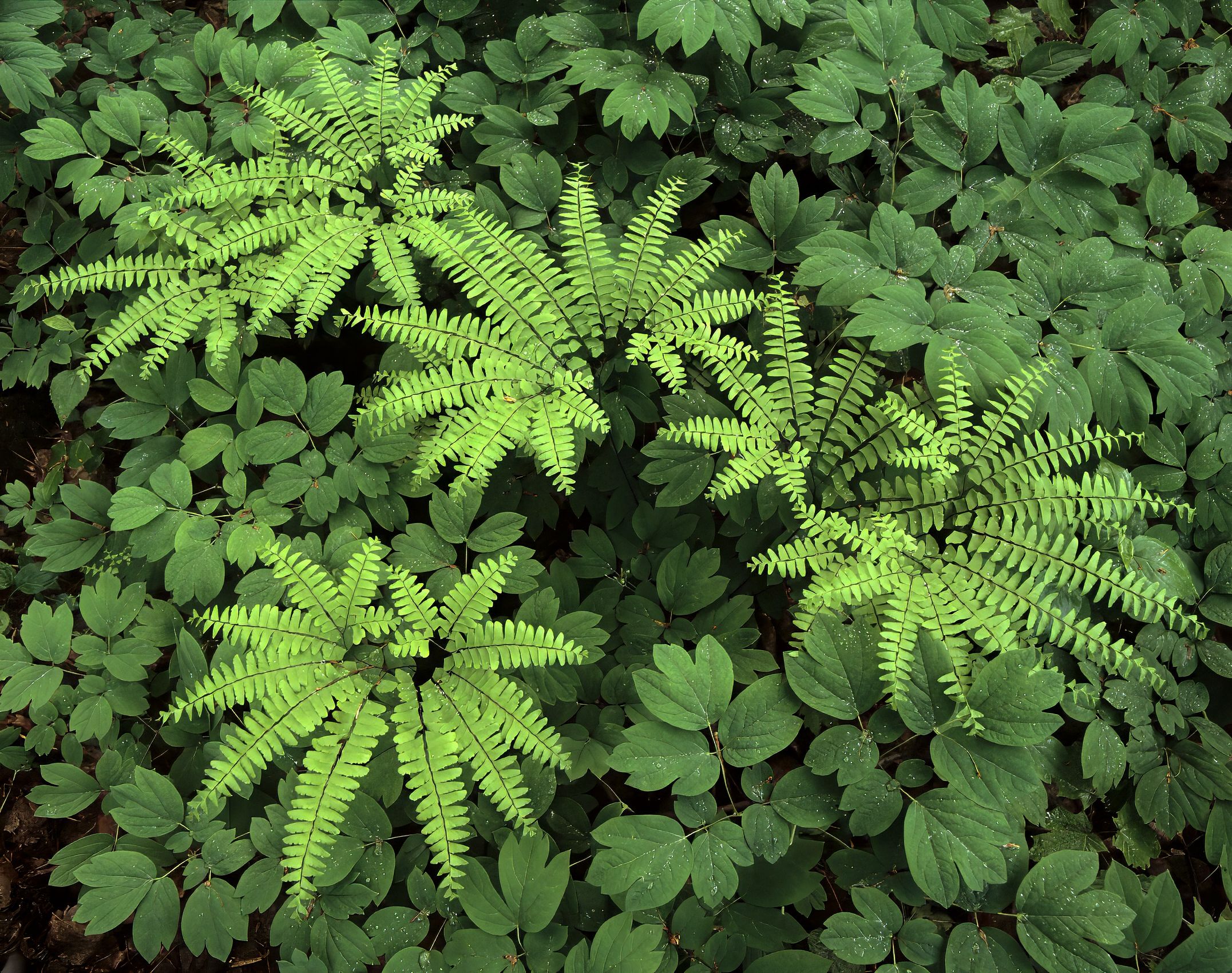 Page 52 Maidenhair Fern.jpg