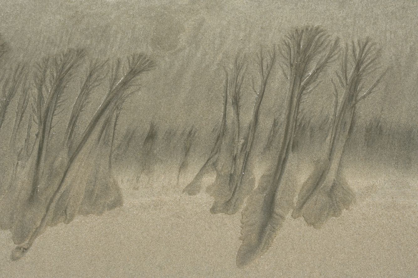 Tidal Flow Tree Grove