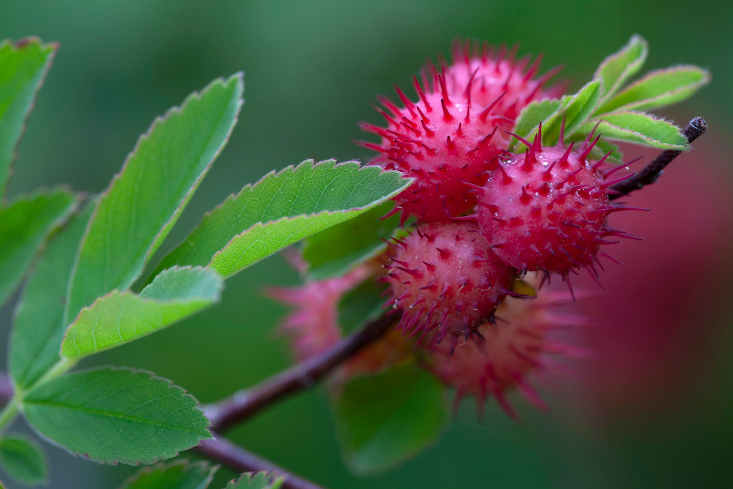 Page 133 Spiny Rose Gall.jpg