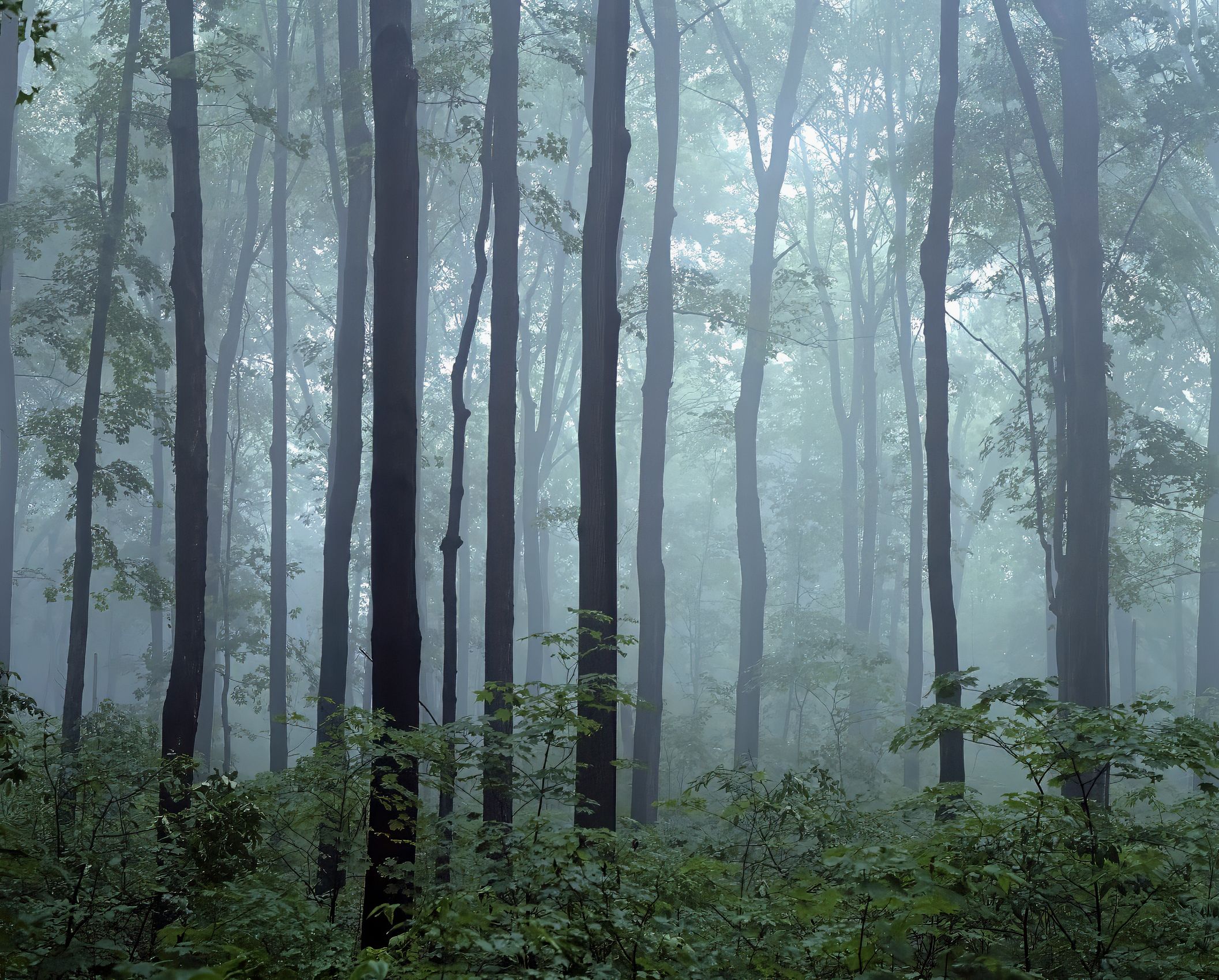 Page 31 Milton Forest.jpg