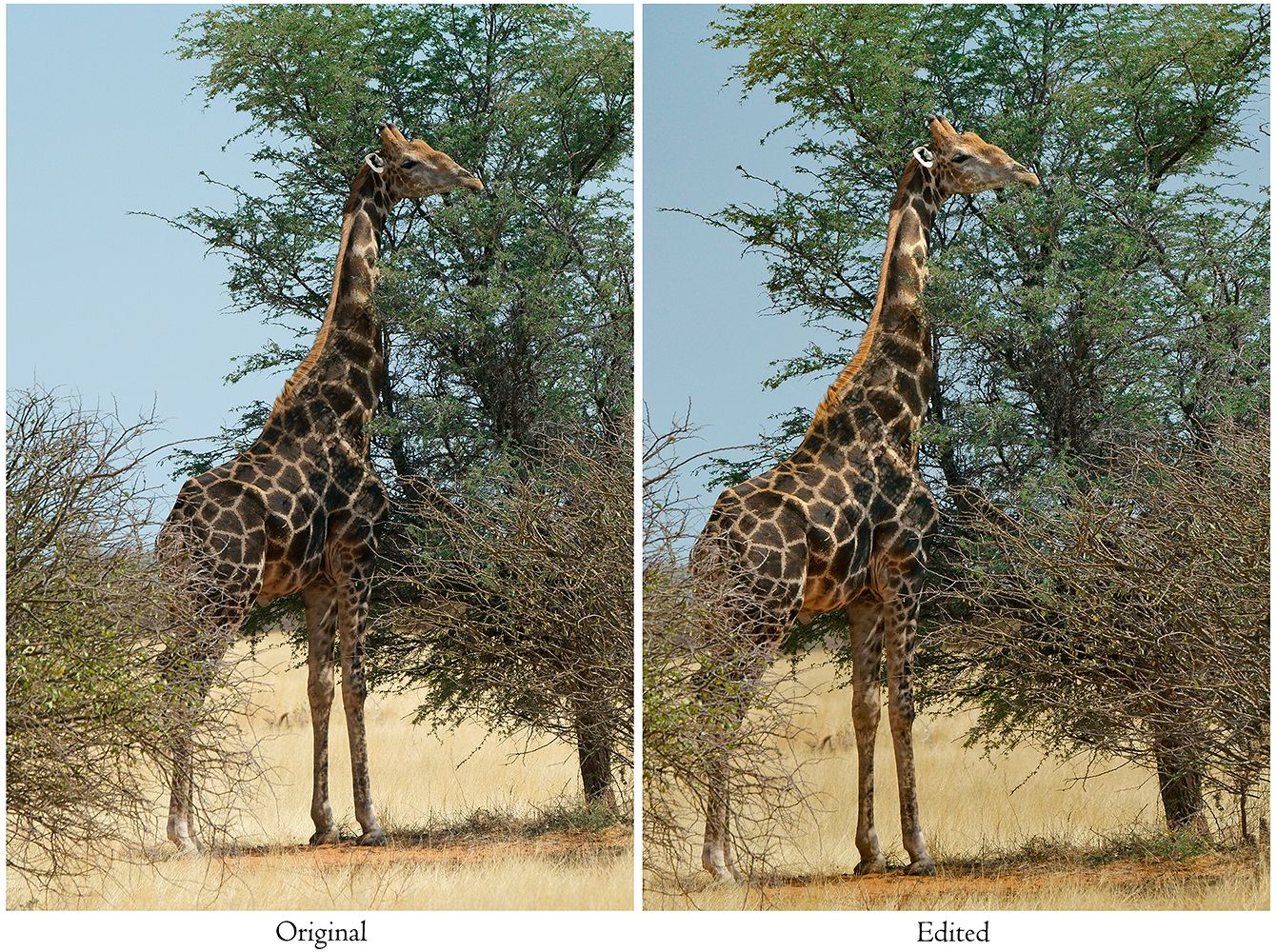 Etosha Giraffe.jpg