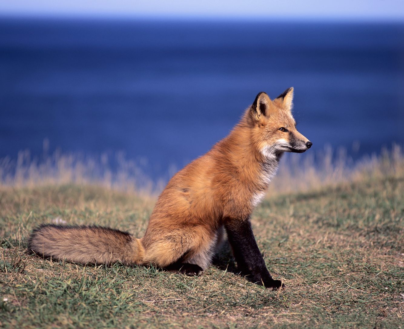 Red Fox