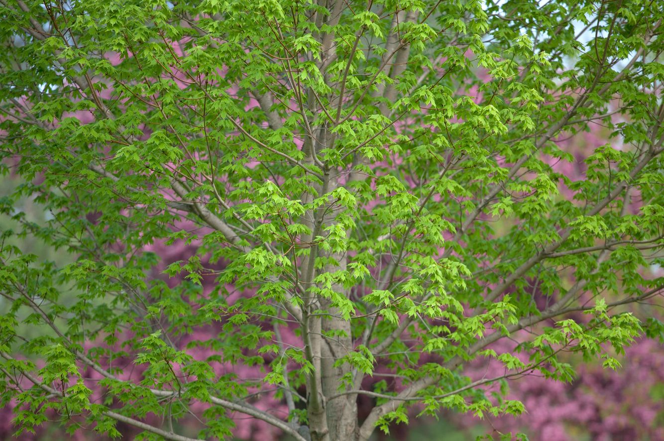 Maple Tree in Spring