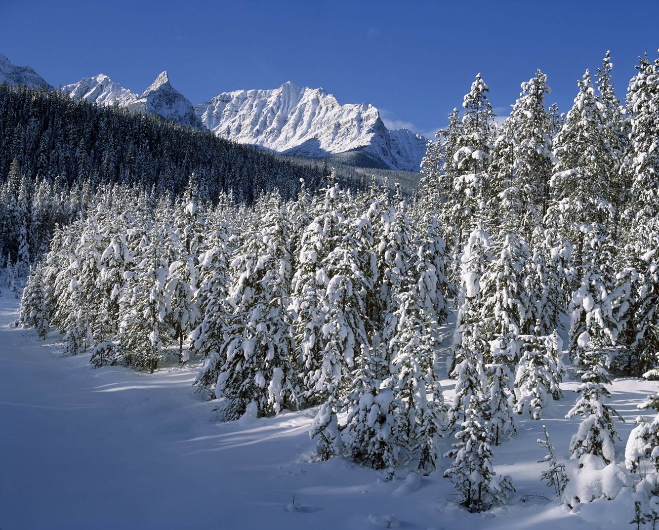 Rocky Mountains in Winter