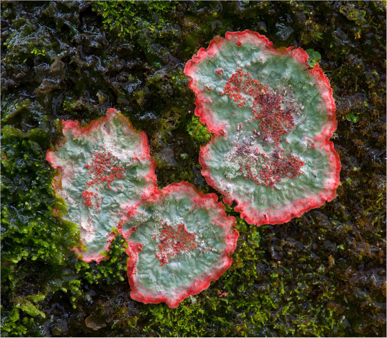 Christmas Wreath Lichen