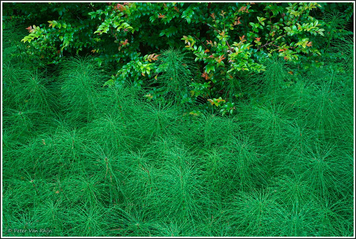Horsetails and Huckleberry