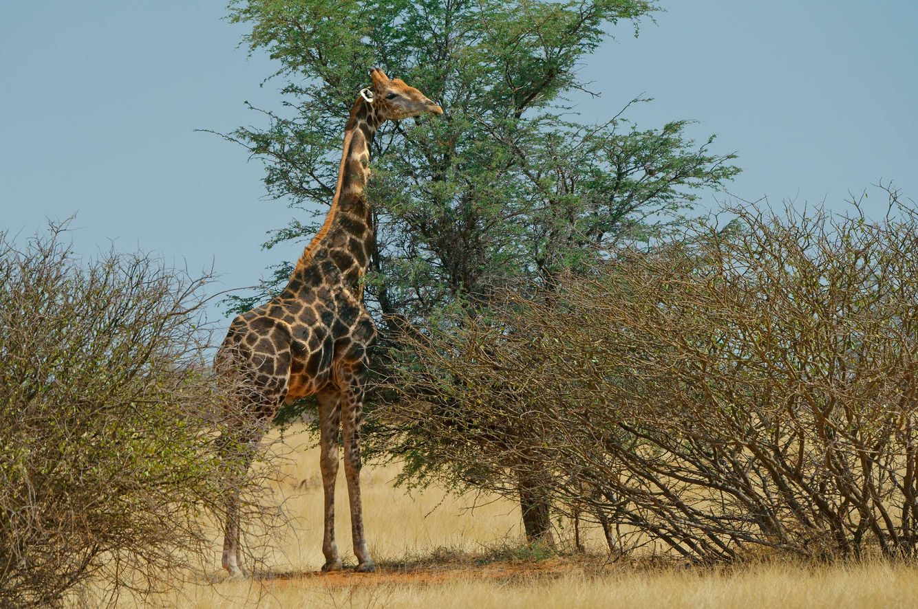 Giraffe Feeding