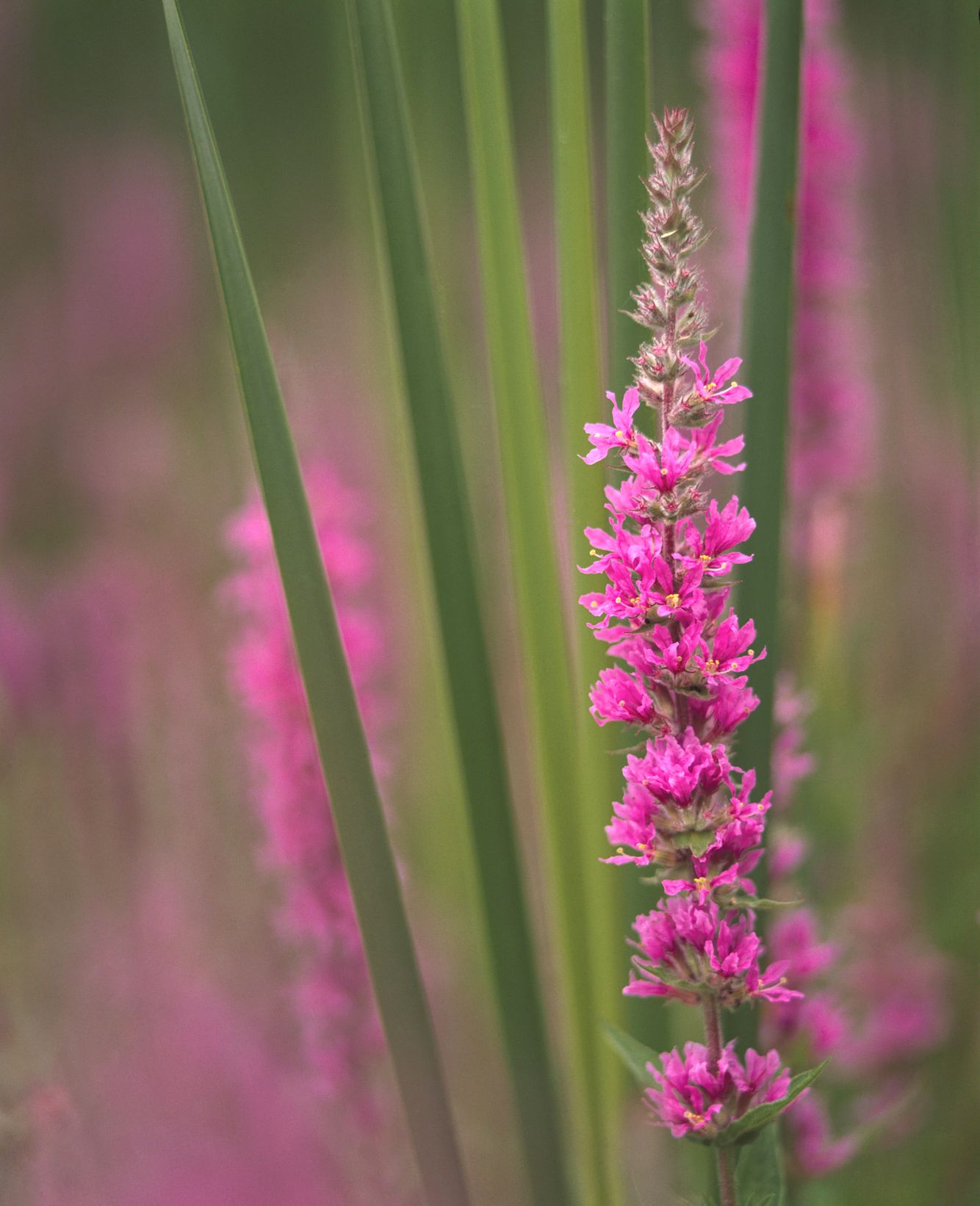 Purple Loostrife